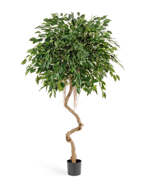 Фикус Бенджамина на забавном стволе 180 см