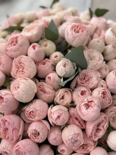 Букет из 101 кустовой пионовидной розы сорта "Менсфилд Парк"