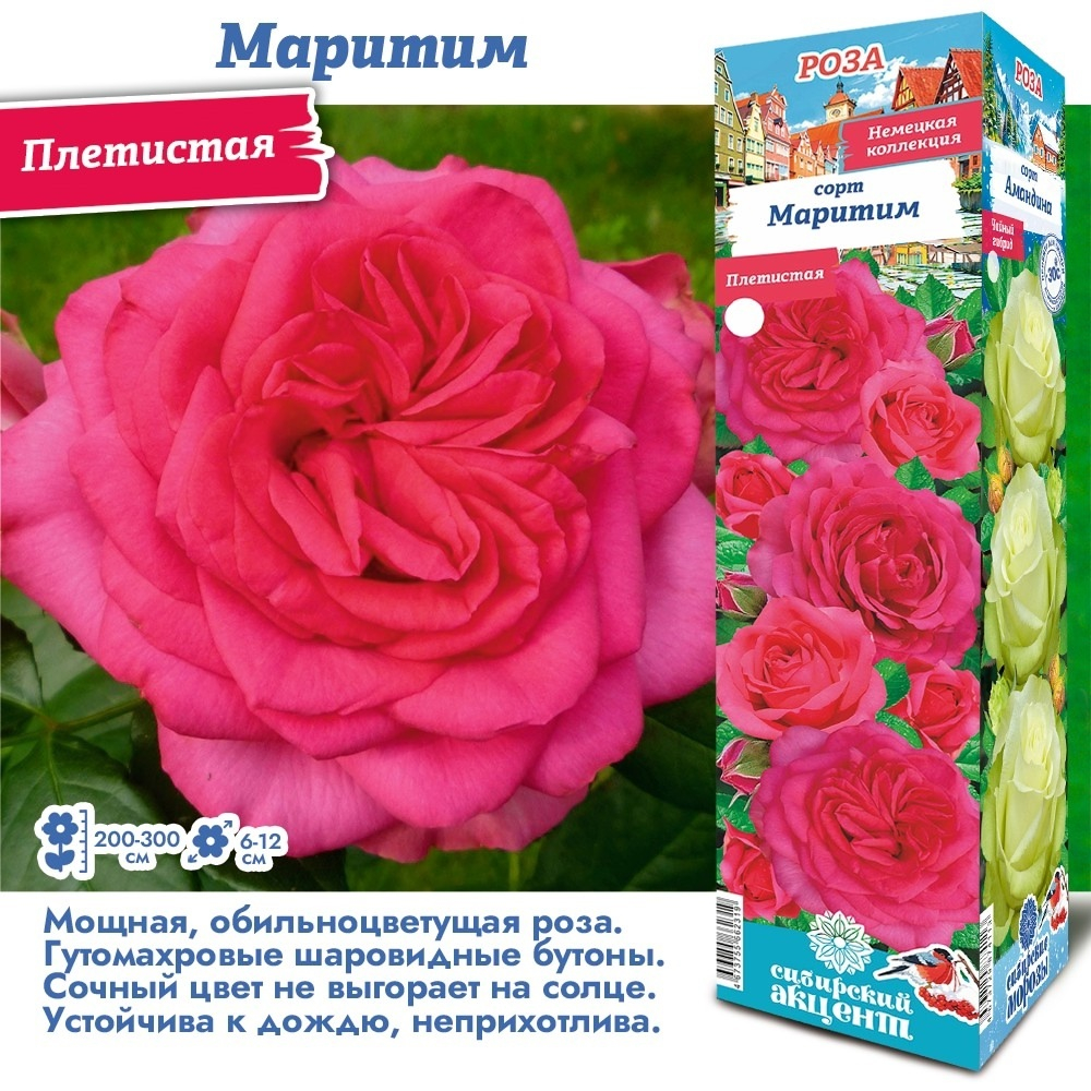 Роза Маритим (Плетистая)