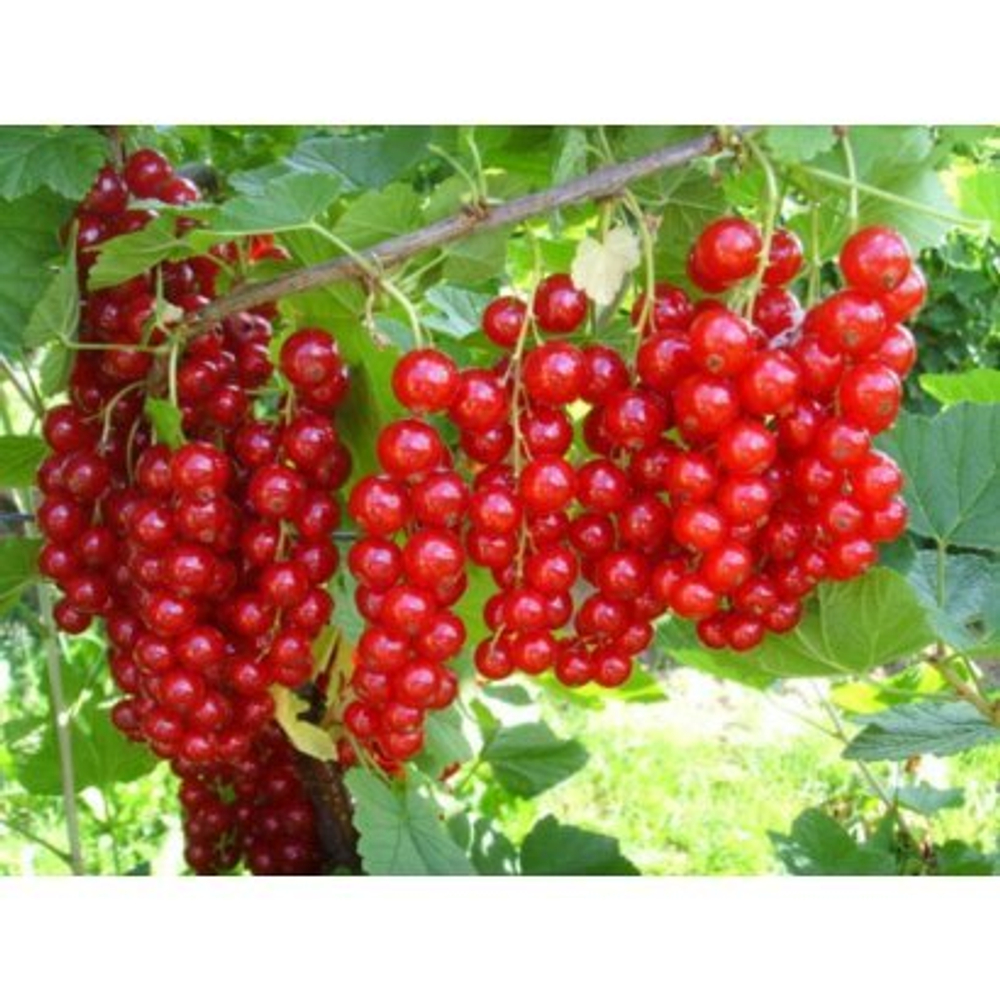 Смородина красная Ровада (Ribes rubrum `Rovada`)