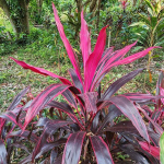 Кордилина PHET BANG KRUAI