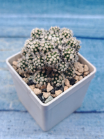 Mammillaria gracilis (Маммилярия)