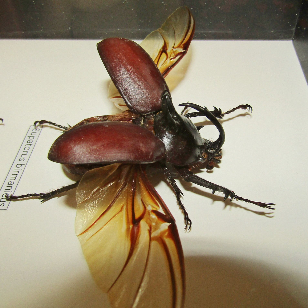 Жуки Носороги в рамке