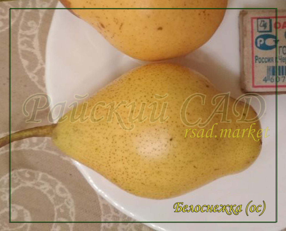 Груша Белоснежка