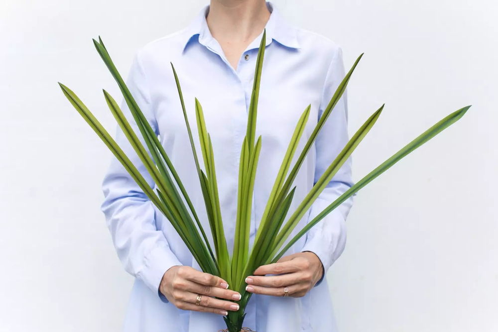 Куст из 18 листьев