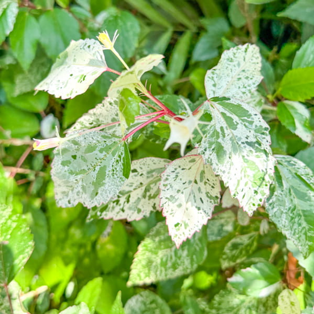 Гибискус китайский вар – Hibiscus rosa-sinensis var