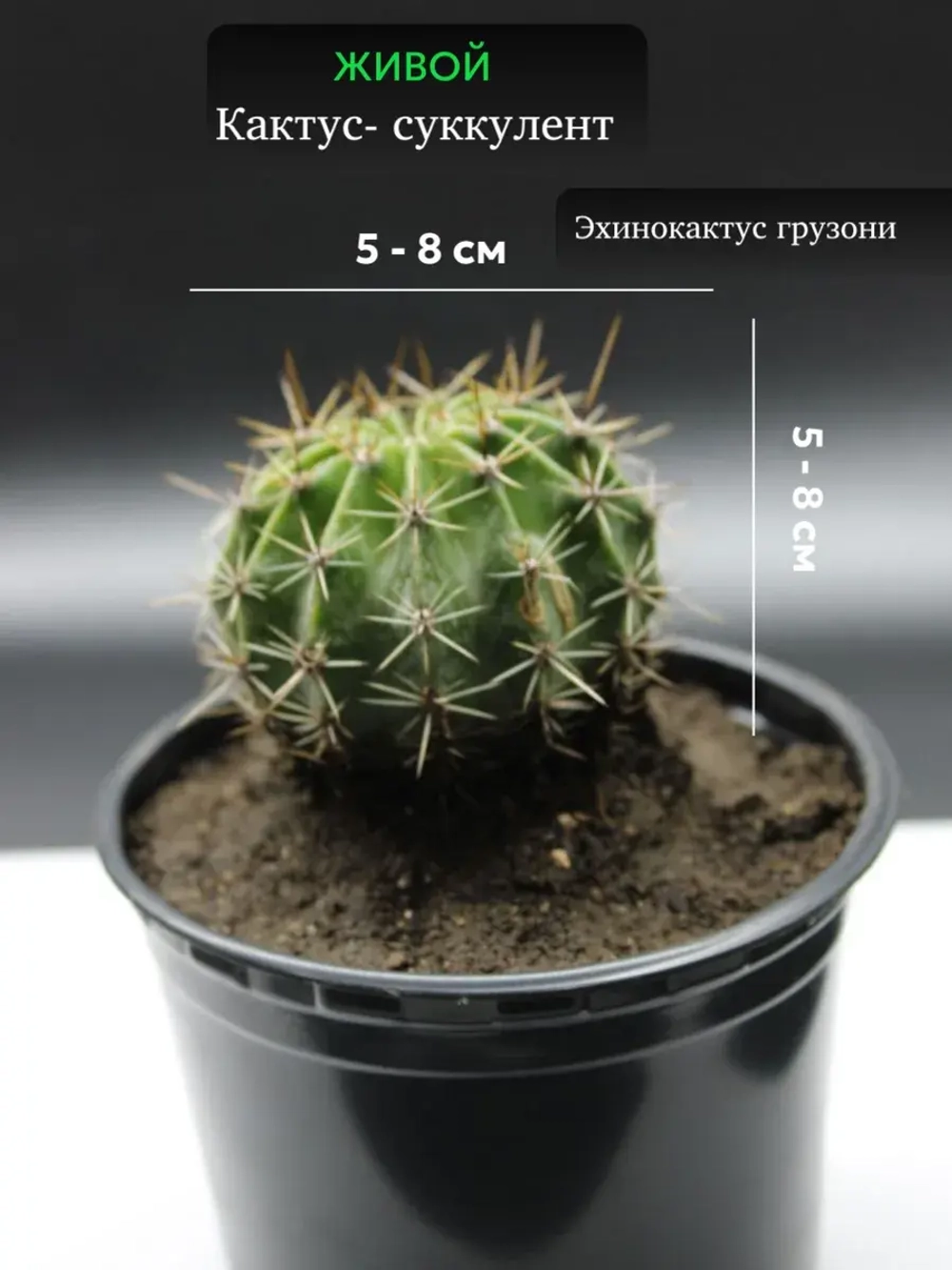 Кактус живой эхинопсис средний D 5-8 см.