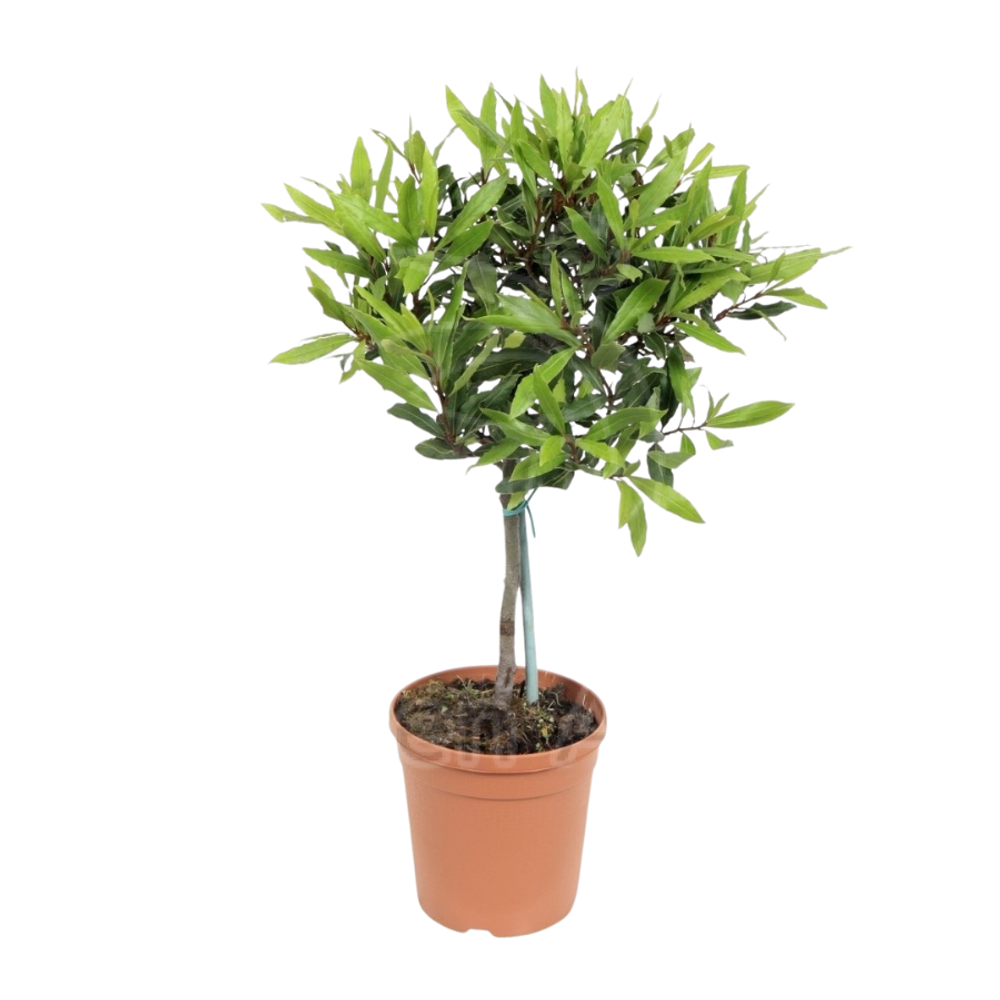 Лавр (штамб)