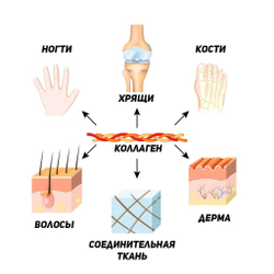Коллаген морской (MegaProtein)