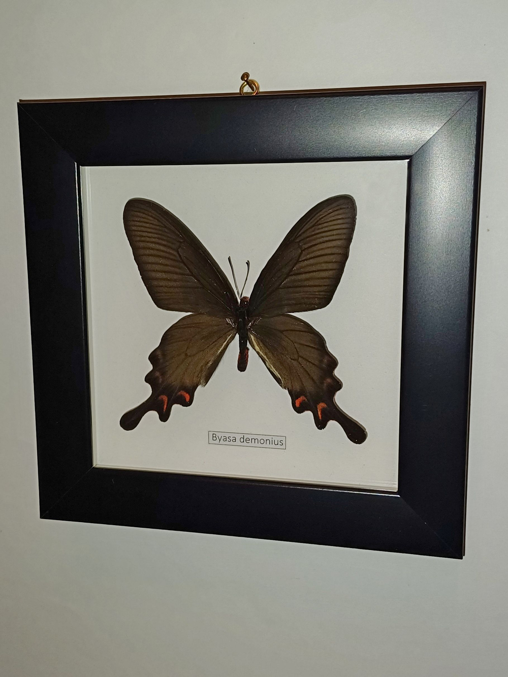 Бабочка Byasa demonius в рамке