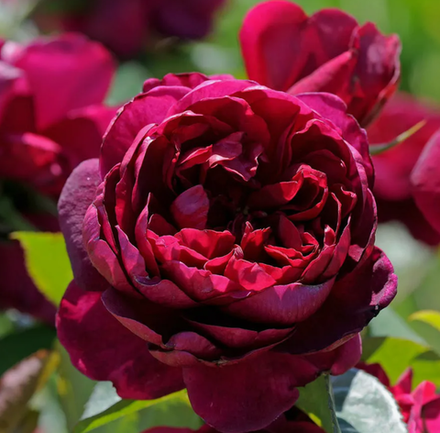 Роза Аскот ОКС