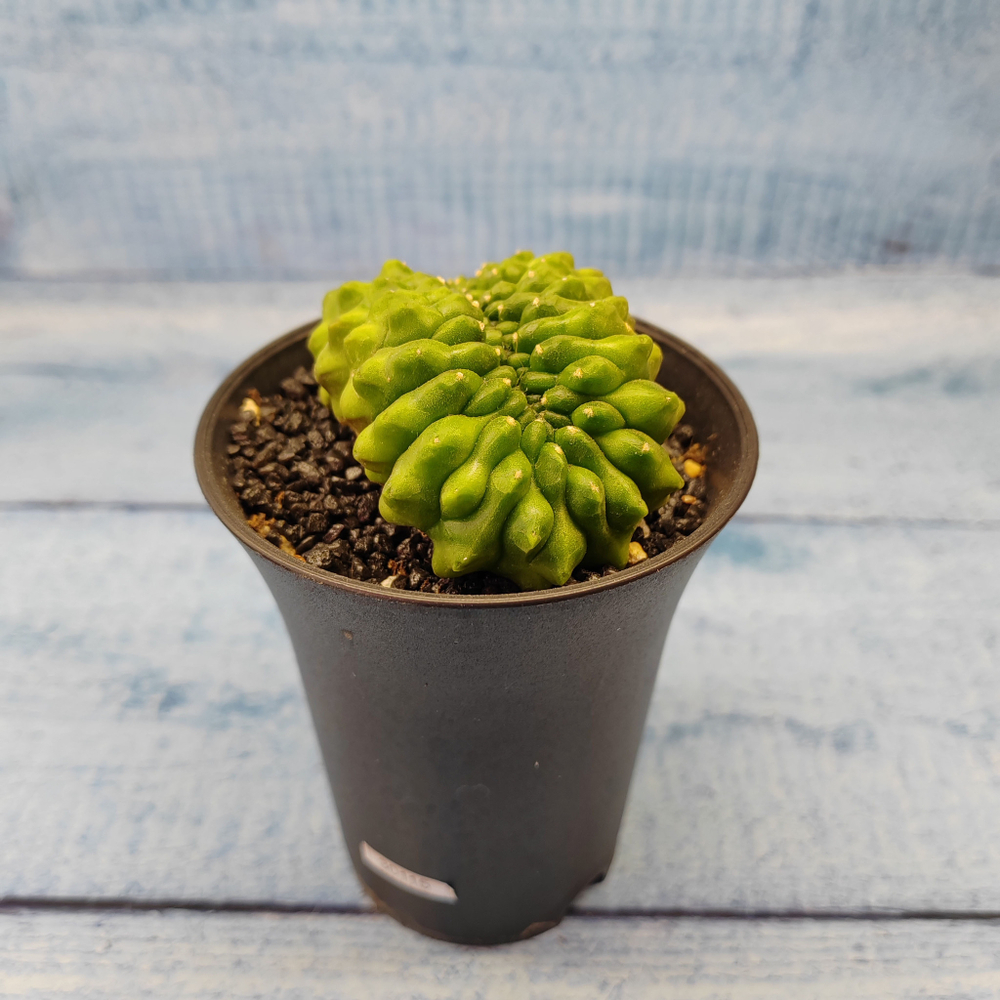 Gymnocalycium Spineless Crested form (Гимнокалициум Кристатный)