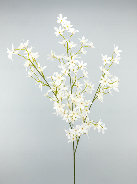 Ветка Даниэла