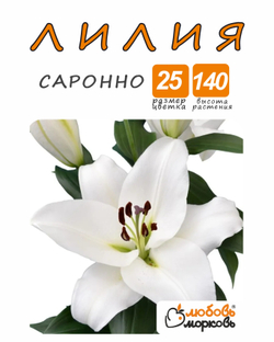 Лилия Луковица, Саронно, 1шт