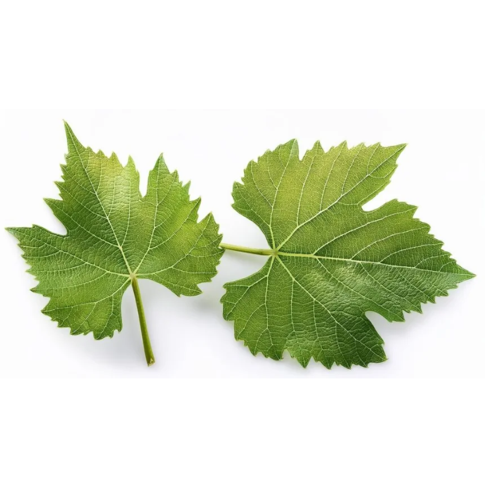 Листья Винограда шт