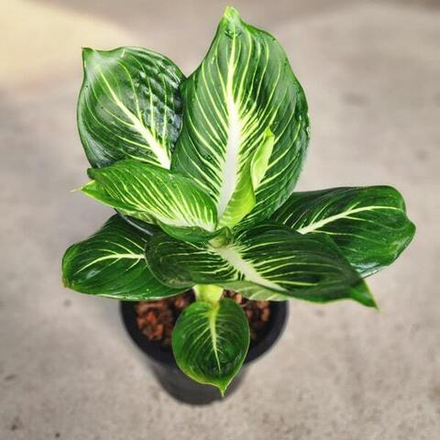 Диффенбахия BARAMEE SEDTHEE