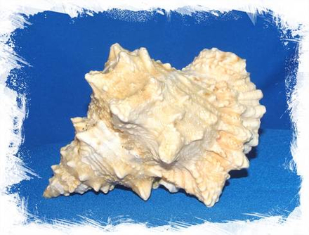 Бурса Лиссостома 15-18 см