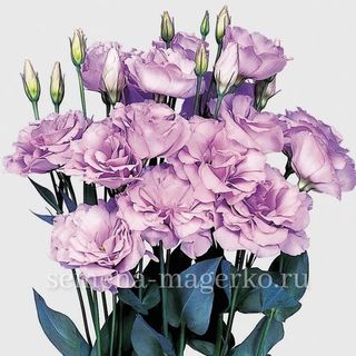 Эустома  крупноцветковая F1 Эхо Лавандер 100 драже