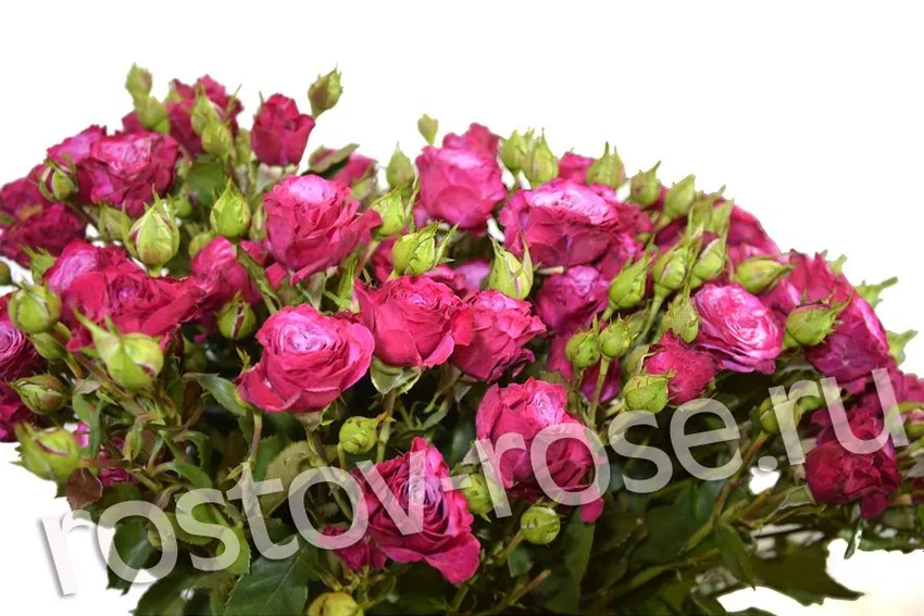 Букет кустовых роз Кайли