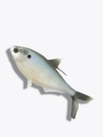 Мягкая приманка B.A.M.F. Shad 8"/ Gold Retriver (1шт./уп.)