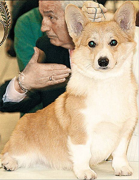 Вельш-корги-пемброк Вельш-корги-пемброк