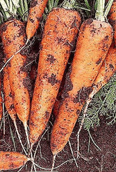 ВАК-75 F1 (VAC-75) семена моркови курода/шантане (Vilmorin / Вильморин)