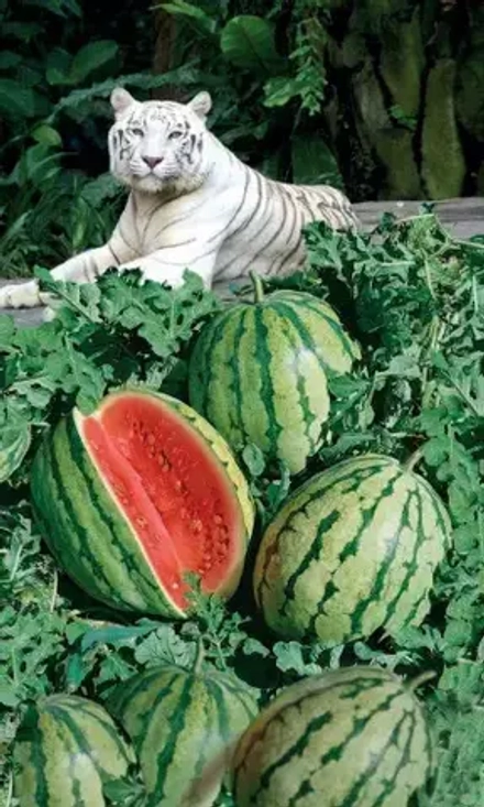 Арбуз Белый тигр 6шт УрДачник