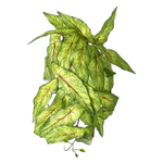 Сингониум голден 45 см.