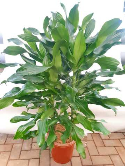 Драцена Фрагранс