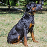 FORDOGTRAINERS Намордник для собак средних пород «Bite work»