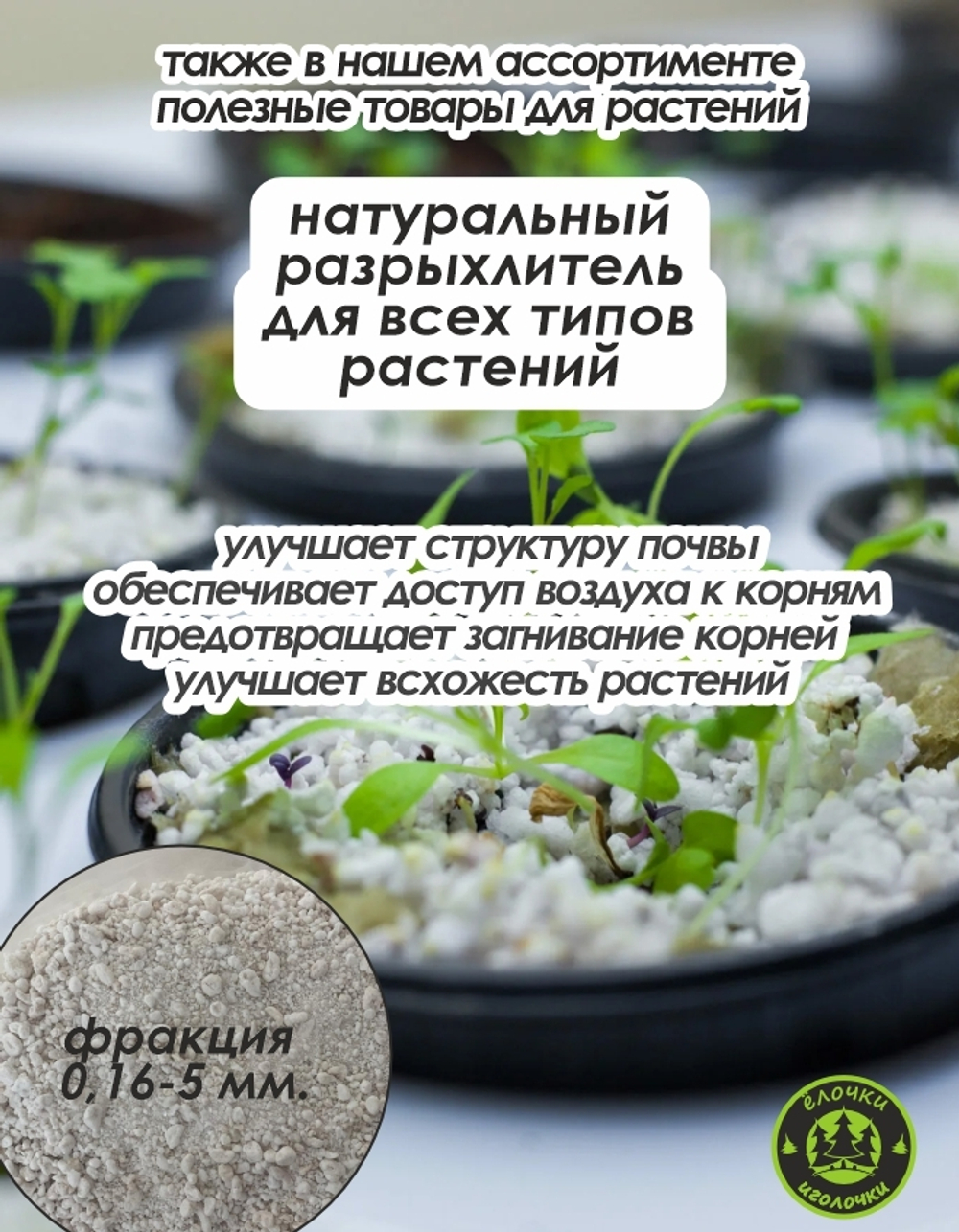 Корневище, Астильба микс сортов, 4 шт