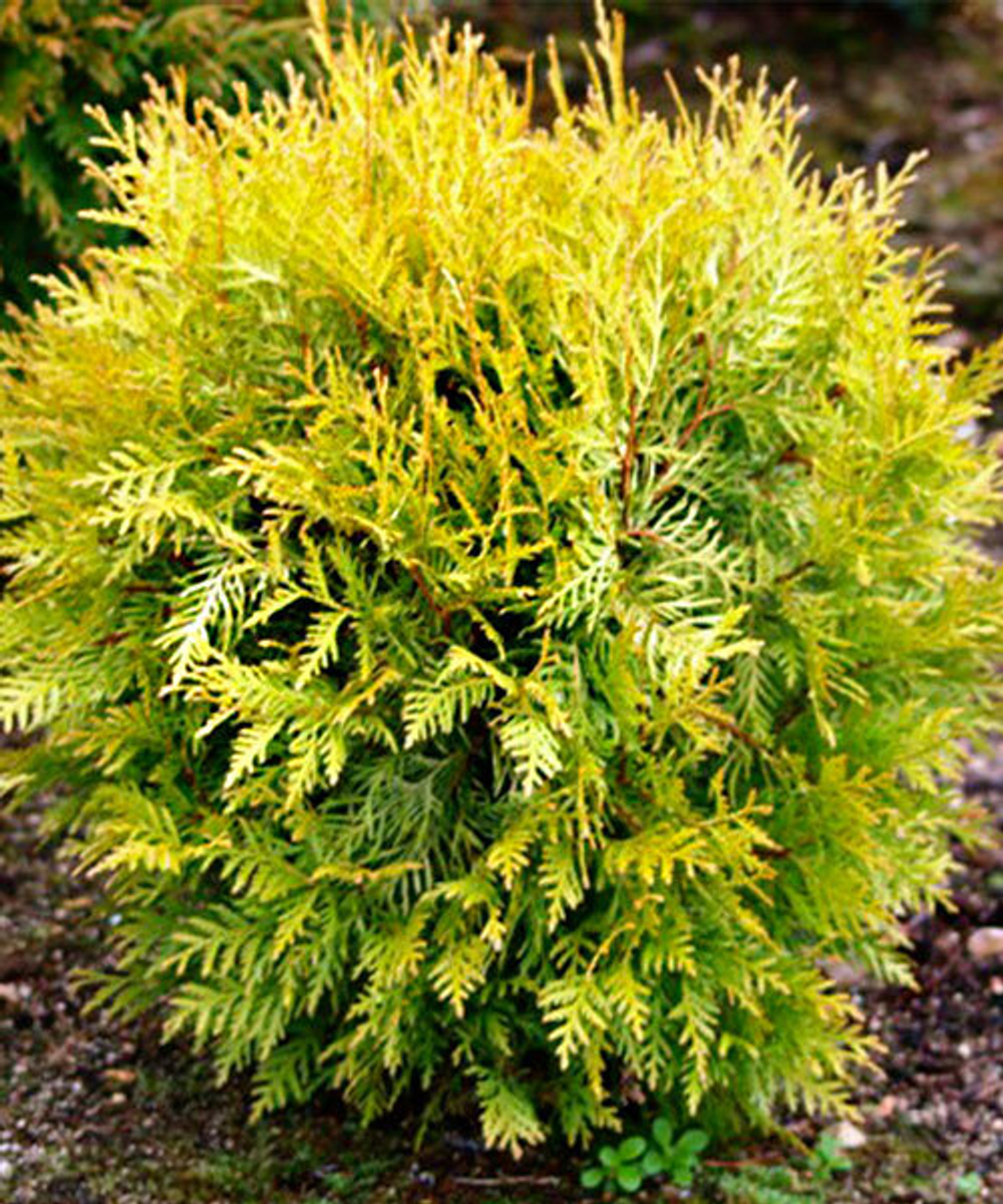 Туя Глобоза Ауреа (Thuja occidentalis Globosa Aurea) р9 август 2026 г.