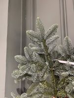 Нобилис - 1 ветка