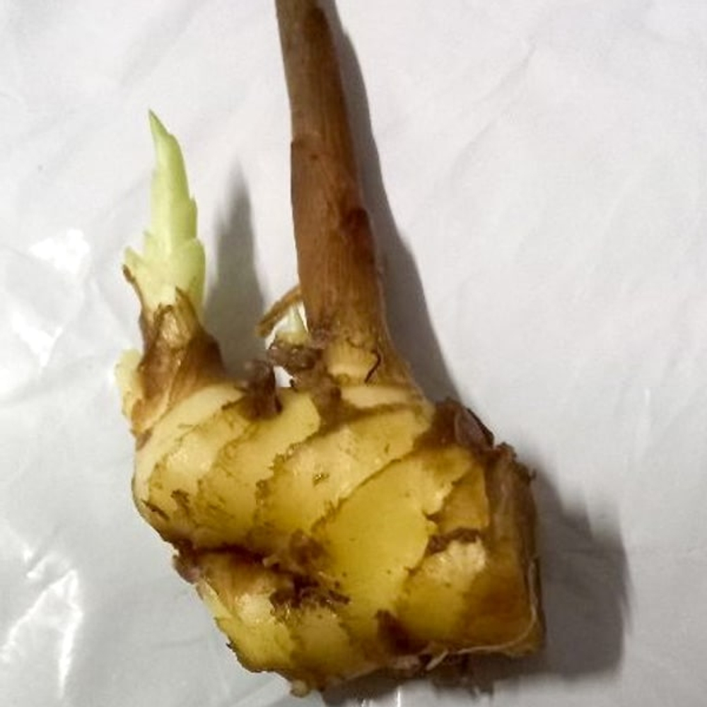 Куркума RED (Н123)