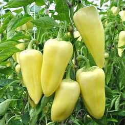 Эдрос F1 семена перца сладкого (Vilmorin / Вильморин)