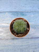 Euphoria Obesa (Эуфорбия)