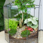 Готовый флорариум бонсай Лигуструм Бонсариум