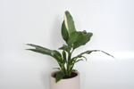Спатифиллум Даймонд / Spathiphyllum Diamond