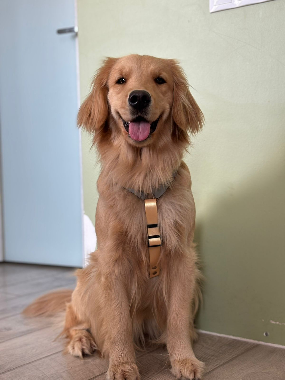 Шлейка для собак с ручкой перехват из биотана водонепроницаемая , 25 мм , М размер, золотой шимер , серый