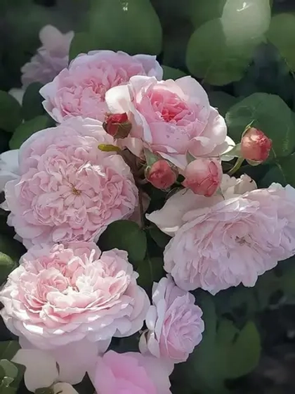 Роза английская Эглантин