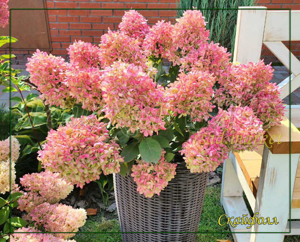 Гортензия метельчатая Скайфолл - Небесное Падение (Hydrangea paniculata `Skyfall`)