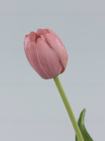 Тюльпан силикон VIP розовый