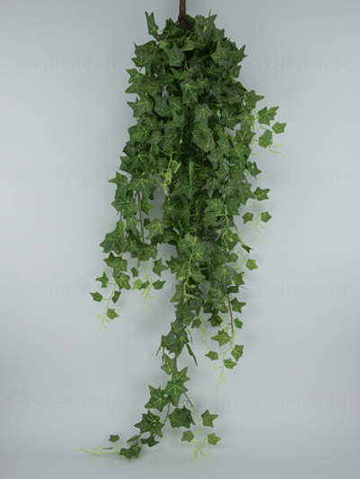 Плющ ампельный пышный