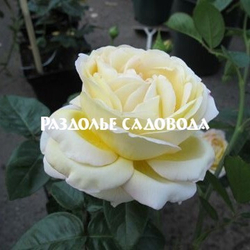 Роза чайно-гибридная Май Гёрл (горшок 5л)