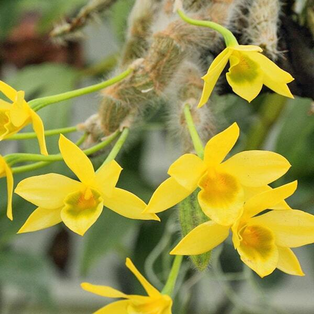 Орхидея DENDROBIUM SENILE