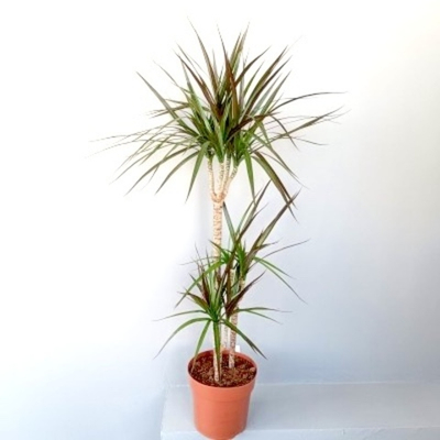 Драцена "Магента" (3 ствола)