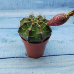 Gymnocalycium Friedrichii (Гимнокалициум)