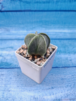 Astrophytum myriostigma (Астрофитум)