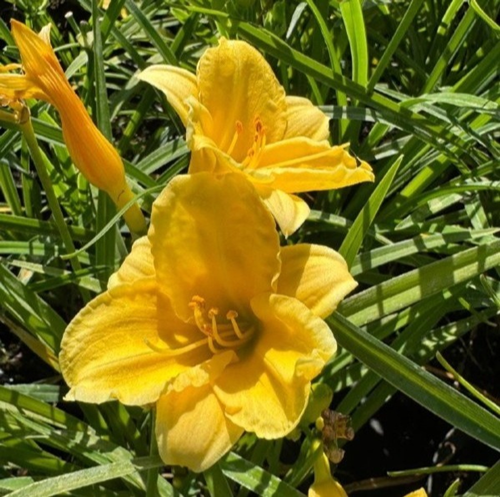 Лилейник Блумфинити Саннивэйл С2