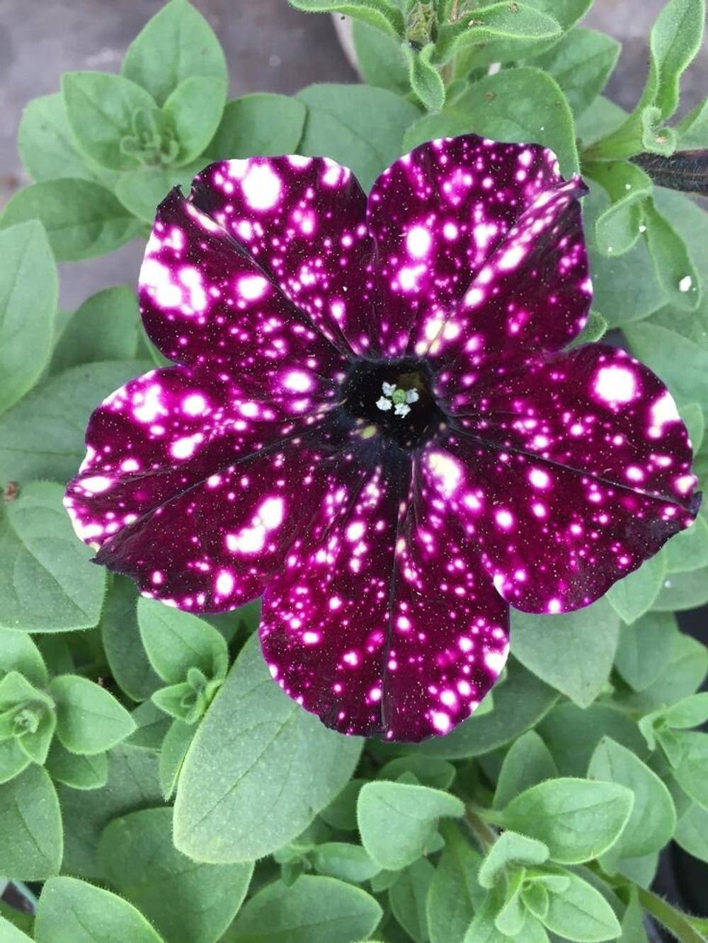 Петуния Startunia Magenta. ОКС укорененный черенок. Под заказ